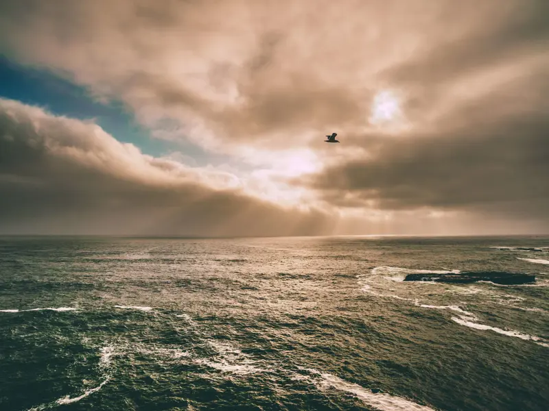 Bird flying over body of water