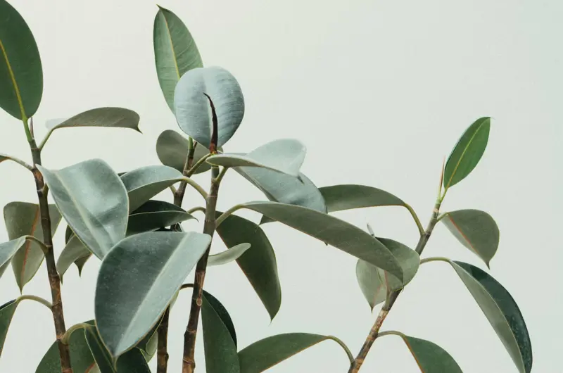 Close up of rubber tree leaves