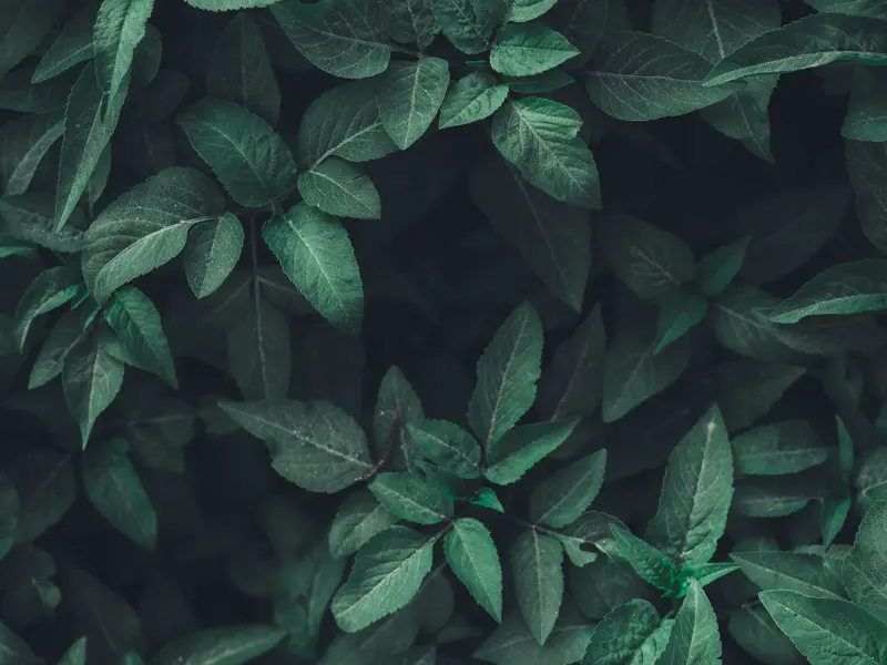 Tops of leaves